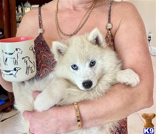 Puppy Pomsky Picture 1